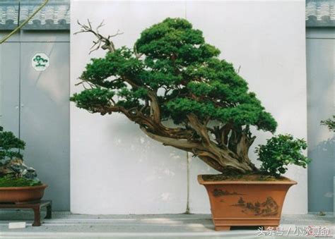 鐵海棠風水|15條家中植物風水玄機